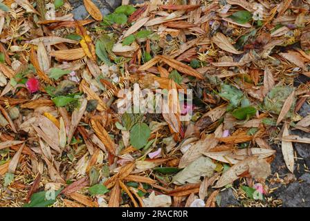 03. Juli 2023/farbenfrohe Blätter in Kastrup, dänische Hauptstadt Kopenhagen Dänemark. (Foto: Francis Joseph Dean/Dean Pictures) Stockfoto