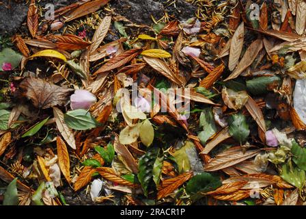 03. Juli 2023/farbenfrohe Blätter in Kastrup, dänische Hauptstadt Kopenhagen Dänemark. (Foto: Francis Joseph Dean/Dean Pictures) Stockfoto
