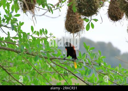 Montezuma Oropendola in Costa Rica in mittelamerika Stockfoto