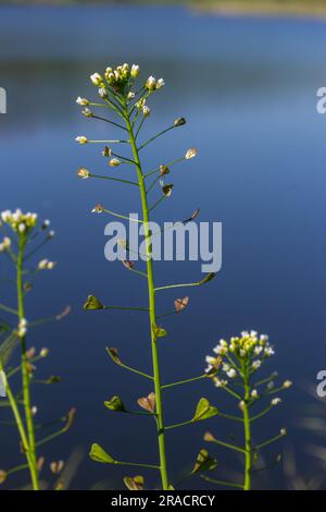 Capsella bursa-pastoris, bekannt als Schäfertasche. Weit verbreitetes und gebräuchliches Unkraut in Agrar- und Gartenpflanzen. Heilpflanze in natürlicher Umgebung. Stockfoto