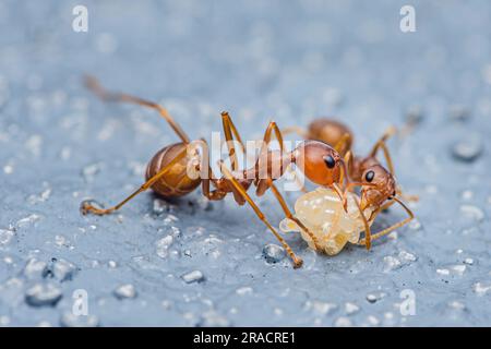 Rote Ameise, um Eier auf dem Zementboden zu bewegen. Stockfoto