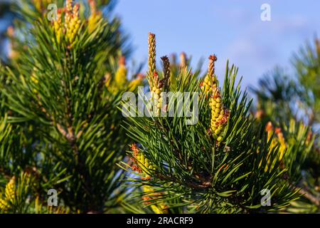 Sylvestris Scotch European Red Pine Scots oder Baltic Pine. Makro-selektiver Fokuszweig mit Zapfenblumen und Pollen über dem unscharfen Backgro Stockfoto