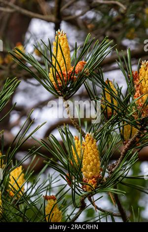 Sylvestris Scotch European Red Pine Scots oder Baltic Pine. Makro-selektiver Fokuszweig mit Zapfenblumen und Pollen über dem unscharfen Backgro Stockfoto