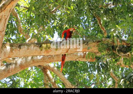 Wilde Scharlacharas auf Bäumen in costa rica Stockfoto