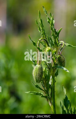 Papaver rhoeas oder Gemeine Mohnblume, roter Mohn ist eine jährliche krautige Blütenpflanze in der Mohnfamilie, Papaveraceae, mit roten Blütenblättern. Stockfoto