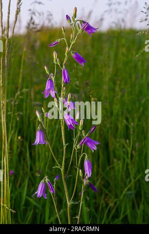 Nahaufnahme campanula sibirica mit verschwommenem Hintergrund im Sommergarten. Stockfoto