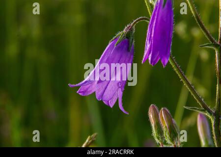 Nahaufnahme campanula sibirica mit verschwommenem Hintergrund im Sommergarten. Stockfoto