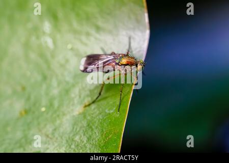 Eine schillernde Semaphore-Fliege (Poecilobothrus nobilitatus), die im Sommer auf einem grünen Seerosenblatt im Gartenteich in Surrey, Südostengland ruht Stockfoto