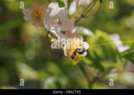 Eine Weißschwanzhummel (Bombus lucorum) sammelt Pollen auf den Stühlen einer offenen Kletterrosenblume in einem Garten in Surrey, Südostengland Stockfoto