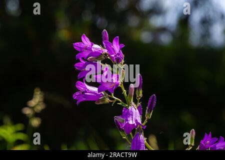 Nahaufnahme campanula sibirica mit verschwommenem Hintergrund im Sommergarten. Stockfoto