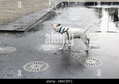 Weißer Pitbull-Hund trinkt Wasser aus einem Brunnen auf der Straße aufgrund der Hitzewelle muss er Wasser trinken, um Dehydratation und Hitzschlag zu vermeiden Stockfoto