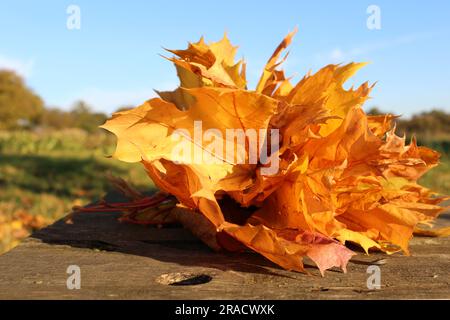 Herbstorange-Ahornblätter liegen in der Natur auf einem alten Tisch Stockfoto