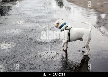 Weißer Pitbull-Hund trinkt Wasser aus einem Brunnen auf der Straße aufgrund der Hitzewelle muss er Wasser trinken, um Dehydratation und Hitzschlag zu vermeiden Stockfoto