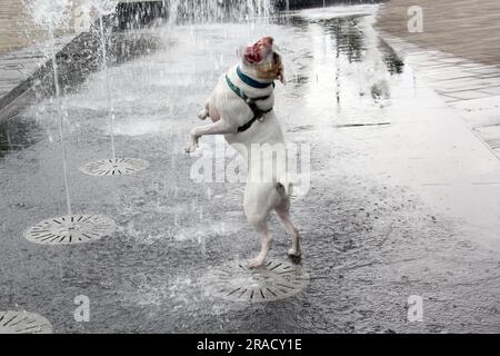 Weißer Pitbull-Hund trinkt Wasser aus einem Brunnen auf der Straße aufgrund der Hitzewelle muss er Wasser trinken, um Dehydratation und Hitzschlag zu vermeiden Stockfoto