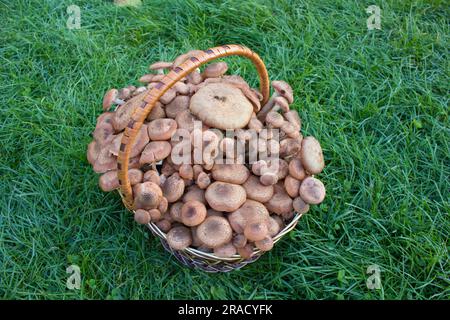 Ein Korb voller Pilze, die im Wald auf den Grasständen gesammelt wurden Stockfoto