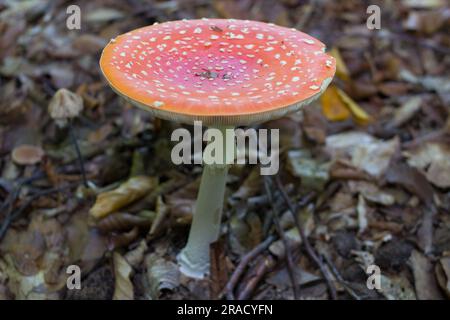 Hochgiftige Pilzrot-Fliege-Agar im Wald Stockfoto