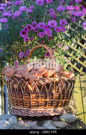 Korb mit essbaren Pilzen mit violetten Blumen im Garten Stockfoto