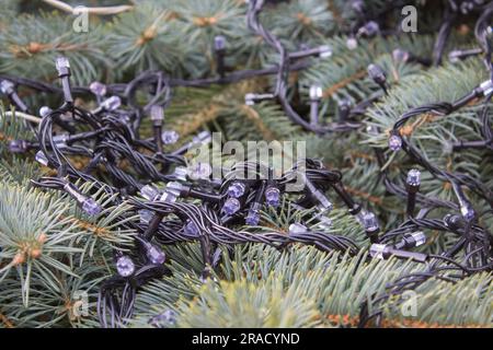 Girlanden auf Weihnachtsbäumen funktionieren nicht, zerbrochene Girlanden für Weihnachtsbäume Stockfoto