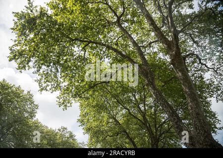 Ein ebener Baum mit Zweigen voller Blätter, der seine Pracht im Frühling zeigt. Bild von unten mit dem Himmel im Hintergrund. Stockfoto