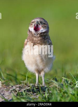 BURROWING OWL (Athene cunicularia) Young Gähnen, Cape Coral, Florida, USA Stockfoto