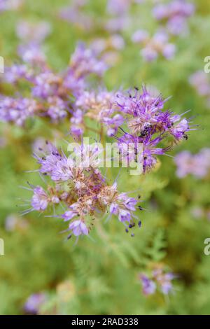 Phacelia tanacetifolia, auch bekannt als Skorpionkraut oder Heliotrope, die auf dem Feld wachsen, als Deckkulturen, selektiver Fokus Stockfoto