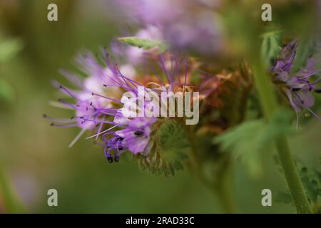 Purple tansy oder Phacelia tanacetifolia, auch bekannt als Skorpionweed oder Heliotrope, die auf dem Feld wachsen, als Deckkultur, selektiver Fokus Stockfoto