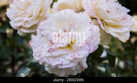 Wunderschöne Rosen im Garten, Rosen sind wunderschön mit einem wunderschönen sonnigen Tag mit natürlichem Hintergrund, Nahaufnahme, selektiver Fokus. Stockfoto
