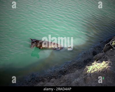 Der Hund hat Spaß mit dem Wasser draußen Stockfoto