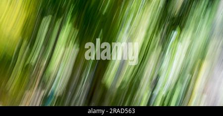 Abstrakte Natur Unschärfe dynamische Bewegungslinien Unschärfe Hell dunkelgrün gelb tropische Blätter Hintergrund Hintergrund des Bildschirmschoners Hintergrundbild Stockfoto