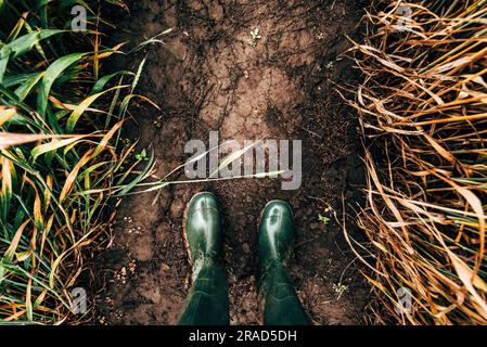 Draufsicht auf Gummistiefel in Weizenfeldern, Bauer in schlammigem Boden der Getreidepflanze, pov-Shot Stockfoto