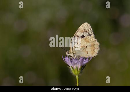 Großer Schmetterling auf Krätzen, syrisches Marmorweiß, Melanargia syriaca Stockfoto