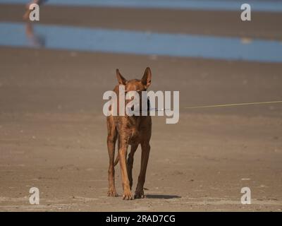 Pharao-Hund am Strand, Rhossili Bay, Gower-Halbinsel, Wales Stockfoto