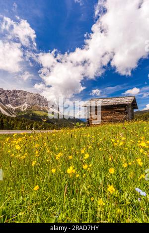 Hütte umgeben von blühenden Wildblumen, Passo delle Erbe, Dolomiten Stockfoto