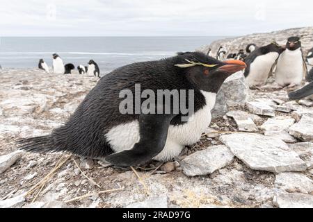 Rockhopper Penguin, Eudyptes chrysocome, Erwachsener saß auf Eiern an einem Nest auf einer Klippe, Bleaker Island, Falkland Islands November Stockfoto