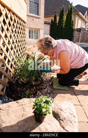 Ältere Frau pflanzt eine mehrjährige Pflanze in einem Garten. Stockfoto