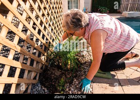 Ältere Frau kniet, um eine mehrjährige Pflanze in einem Garten zu Pflanzen. Stockfoto