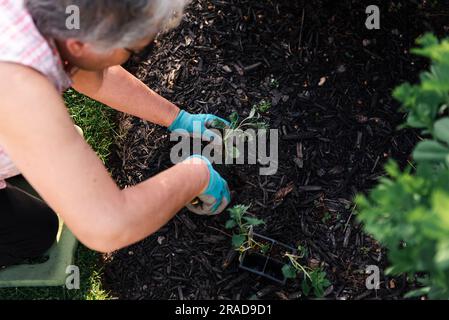 Kopfaufnahme einer älteren Frau, die Blumen in einem Garten pflanzt. Stockfoto