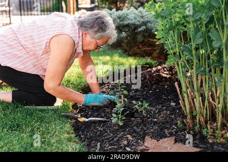 Ältere Frau, die an einem Sommertag Blumen im Garten pflanzt. Stockfoto