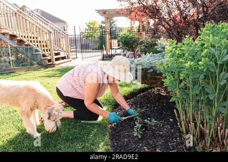 Eine ältere Frau pflanzt Blumen in einem Garten mit ihrem Hund neben ihr. Stockfoto