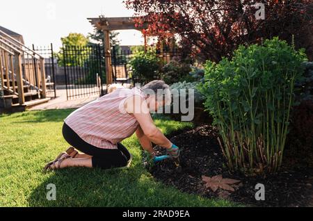 Ältere Frau, die an einem Sommertag Blumen im Garten pflanzt. Stockfoto