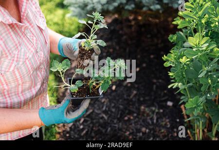 Zugeschnittenes Bild einer älteren Frau, die Blumen aus dem Topf zum Pflanzen nimmt. Stockfoto