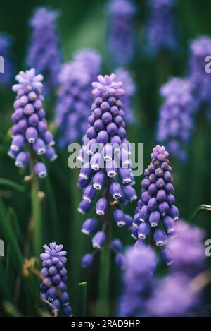 Nahaufnahme von violetten Traubenhyazinthen-Blumen in einem Garten. Stockfoto