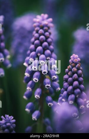 Nahaufnahme von violetten Traubenhyazinthen-Blumen in einem Garten. Stockfoto