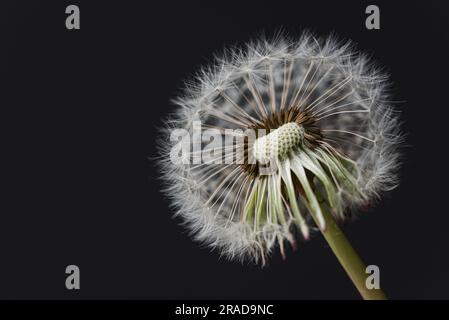 Nahaufnahme von Löwenzahn-fehlenden Samenköpfen vor schwarzem Hintergrund. Stockfoto