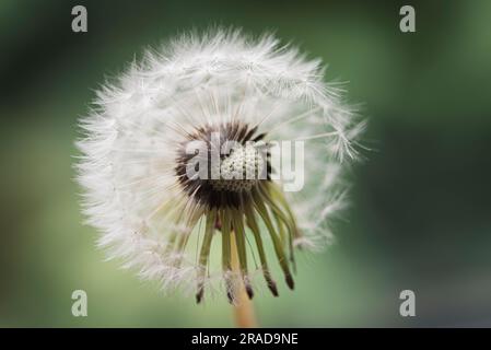 Nahaufnahme des weißen flauschigen Löwenzahns vor einem grünen, verschwommenen Hintergrund. Stockfoto