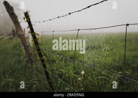 Nahaufnahme eines mit Tau bedeckten Spinnennetzes auf einem Drahtzaun im Nebel. Stockfoto