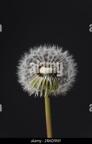 Makrobild der Samen auf einer weißen flauschigen Löwenblume. Stockfoto