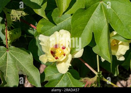 Zarte blassgelbe Baumwollblumen im Nahbereich zwischen grünem Laub. Selektiver Fokus. Israel Stockfoto