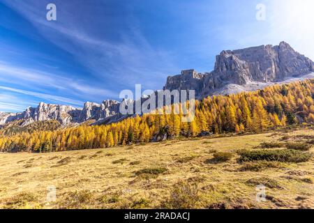 Lärchenbäume zu Füßen von Lastoi De Formin im Herbst, Dolomiten, Venetien Stockfoto