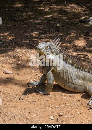 Ein männlicher grüner Iguana Yuana auf Bonaire, Niederländische Antillen, Karibik. Er schaut in die Kamera. Stockfoto